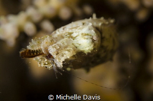 This tiny cuttlefish had just caught a shrimp for a his d... by Michelle Davis 